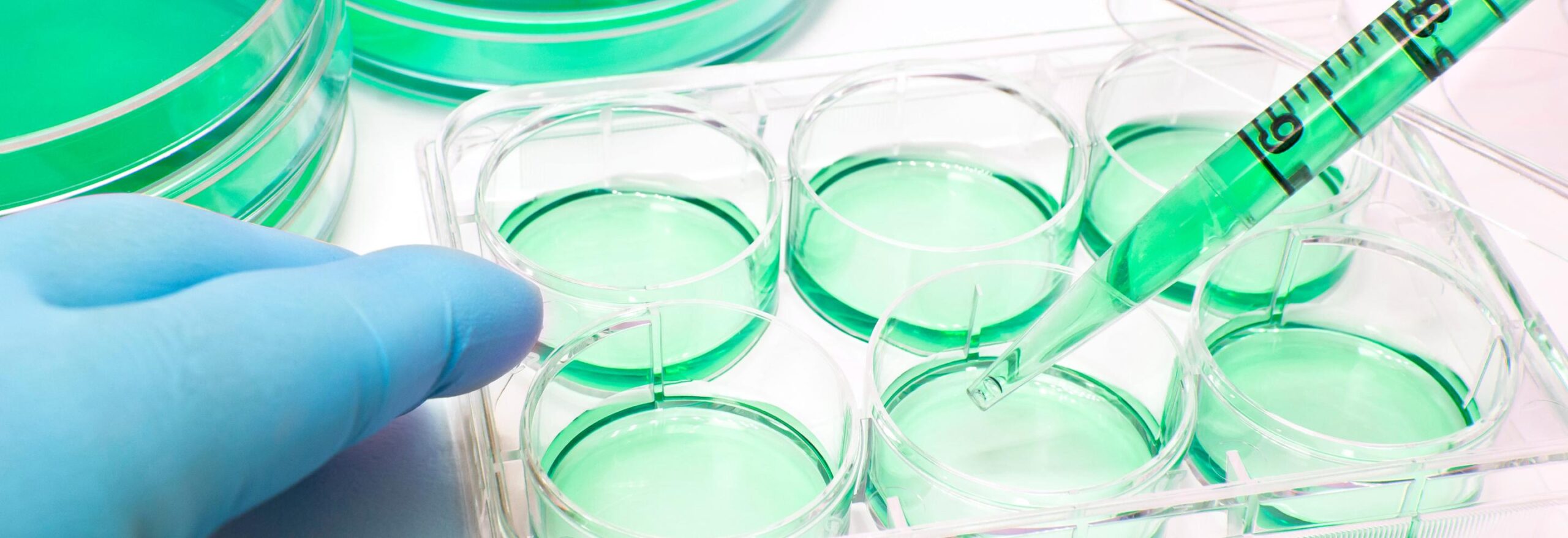 Facilitating Organoid Production for Biopharmaceutical Applications