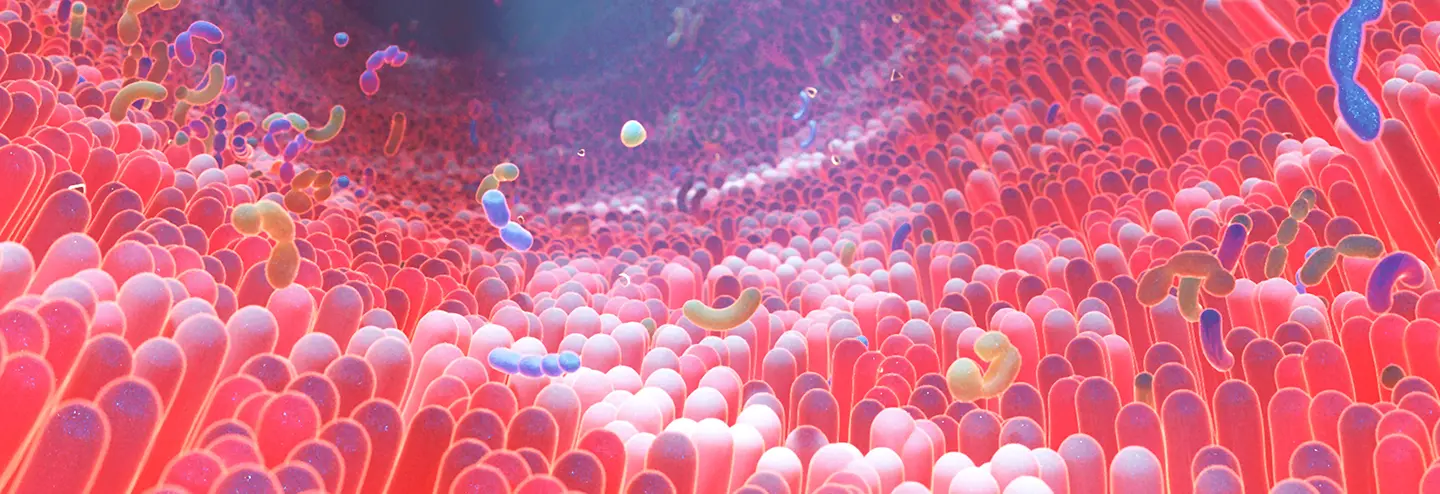 Developing a Robust In Vitro Intestinal Model for Preclinical Candidate Screening of GI Toxicity