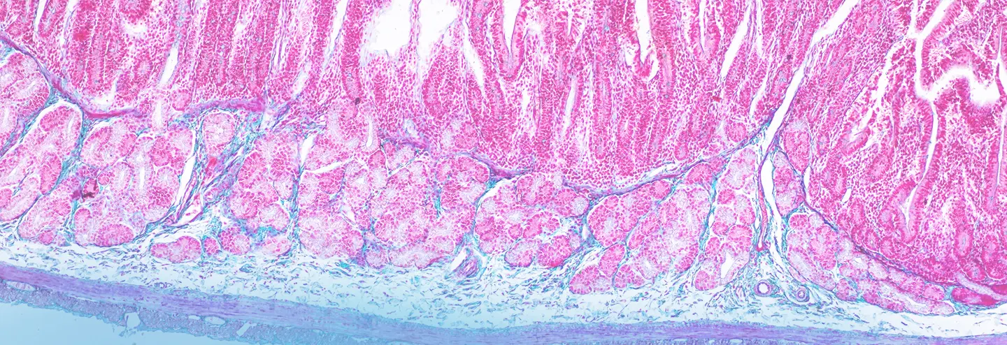 Accurately Recapitulating Environmental Niches in In Vitro Models of the Intestine
