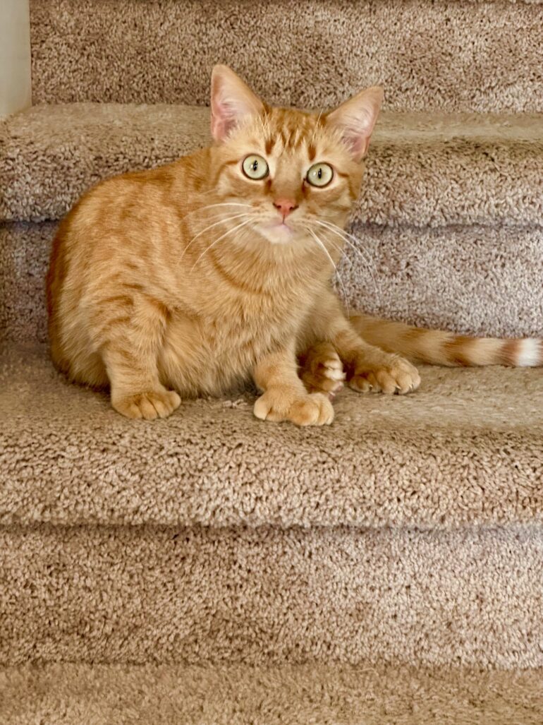 Rusty on the Steps