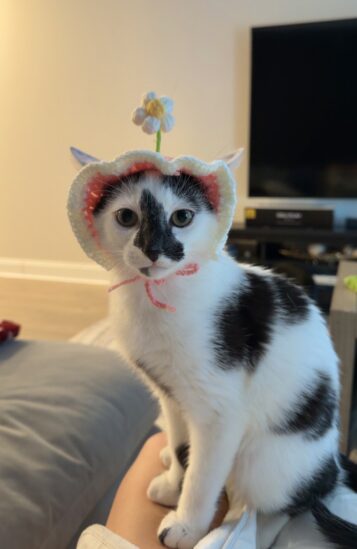 A Cat in a Hat