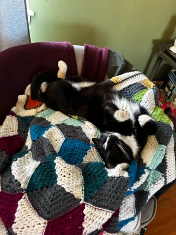 Bruce on his blanket