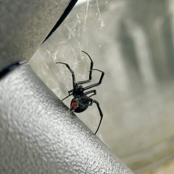 A Black Widow Spider