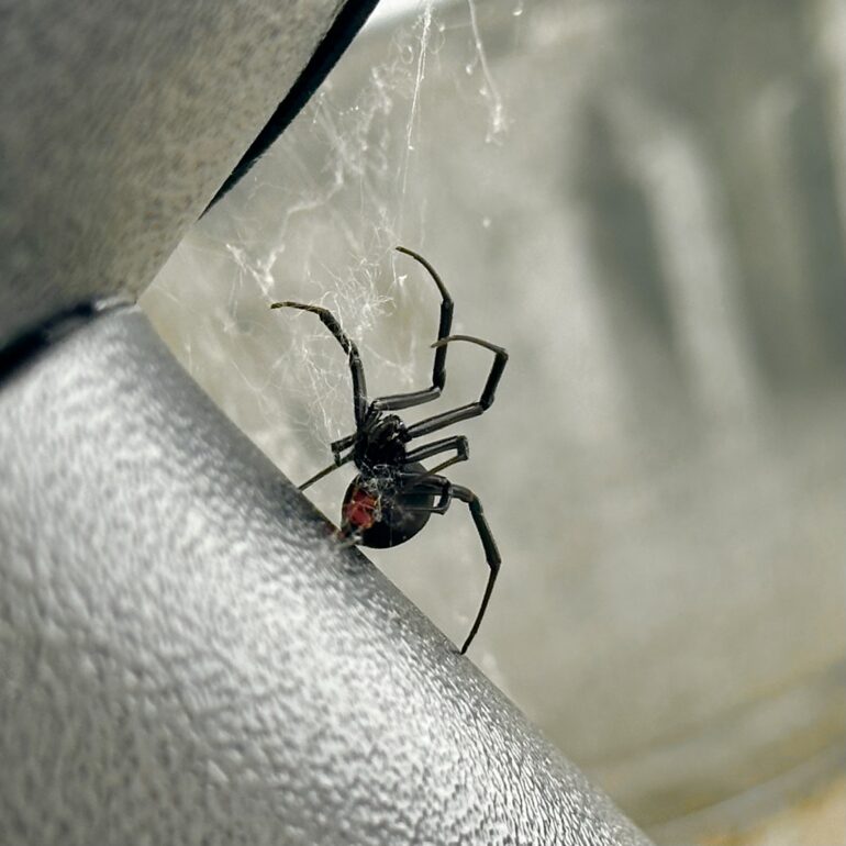 A Black Widow Spider