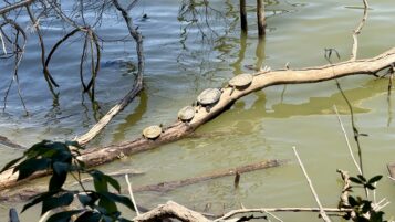 A Group of Turtles on a Log