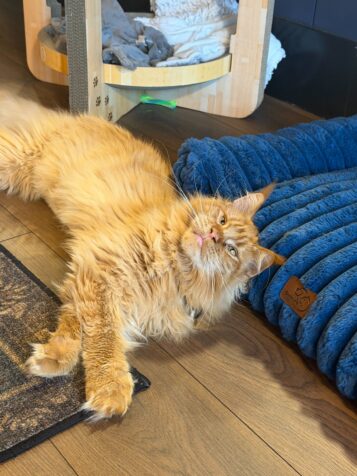 An Orange Maine Coon