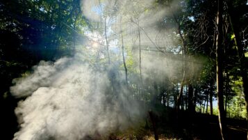 Smoke in the Forest