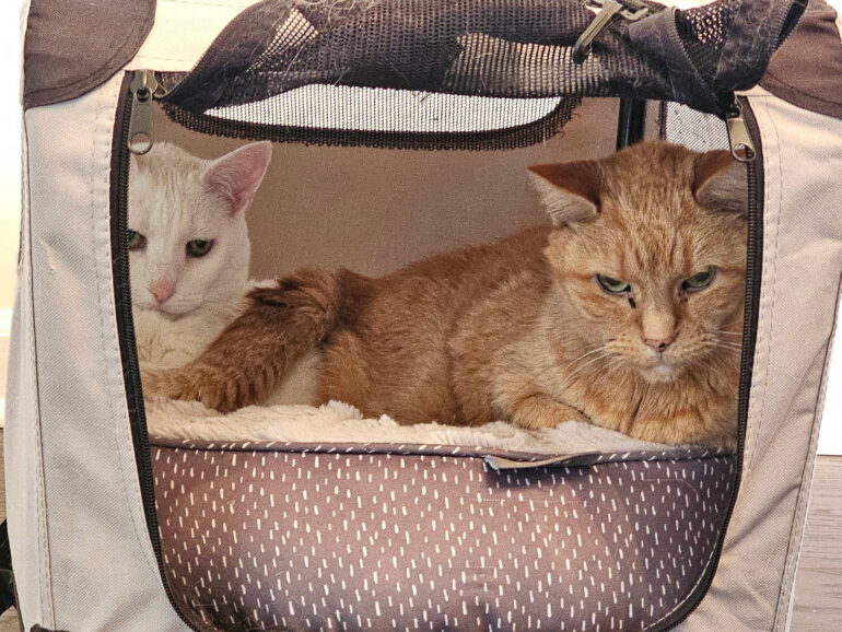 Rusty and Ivy in Their Carrier