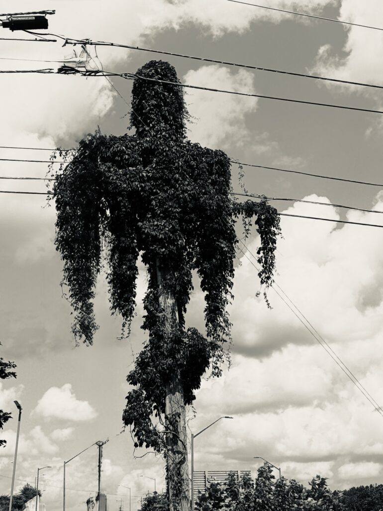 Leaves Growing on a Telephone Pole